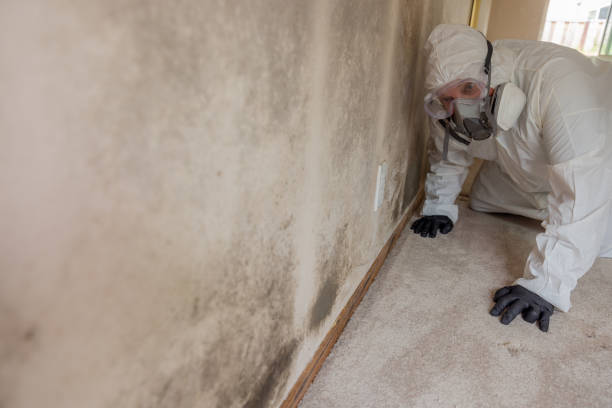 Why You Should Choose Our Mold Remediation Services in Bismarck, ND